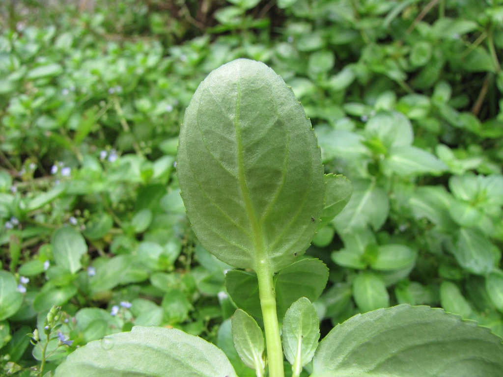 Veronica beccabunga